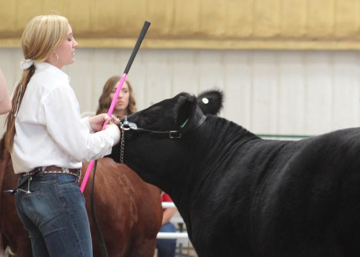 FC Fair Market Animal Show results Mauri