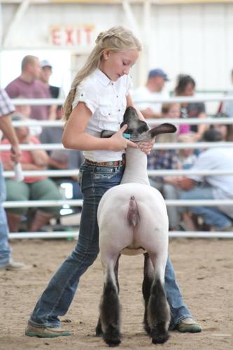 Halle Wade market sheep