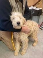 Tremonton Animal Control seeks donations to save sheltered dogs
