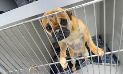 pug follow up